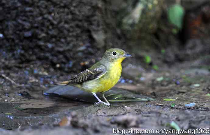 雌性绿背姬鶲（10）
