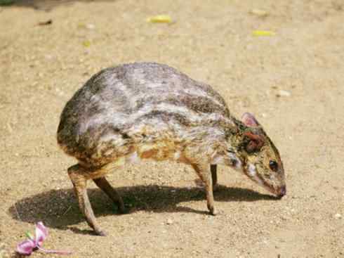 麒麟：传说的兽原型探秘（长颈鹿）