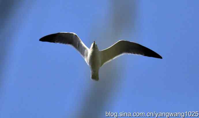 飞（海鸥）5