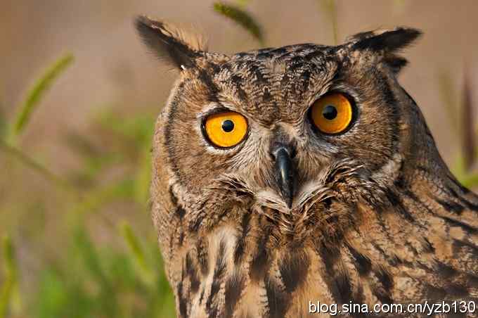 终于拍到大雕神猫了鈥斺敱贝骱有菁俚谒摹⑽逄欤ㄗ橥迹18张图片）