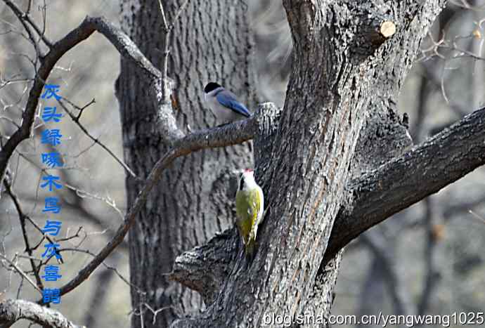 北京天坛公园的鸟类——随走随拍【灰头绿啄木鸟(雄性)】