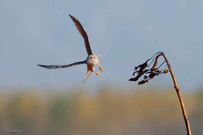角百灵 wbr野鸭湖的一天