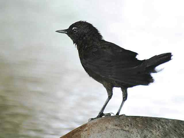 蒲洼围剿蓝矶鸫