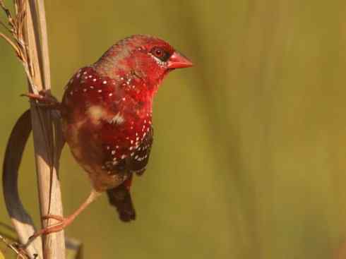 极品红色鸟类：红梅花雀