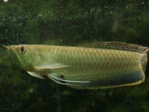 鱼类活化石：巨骨舌鱼