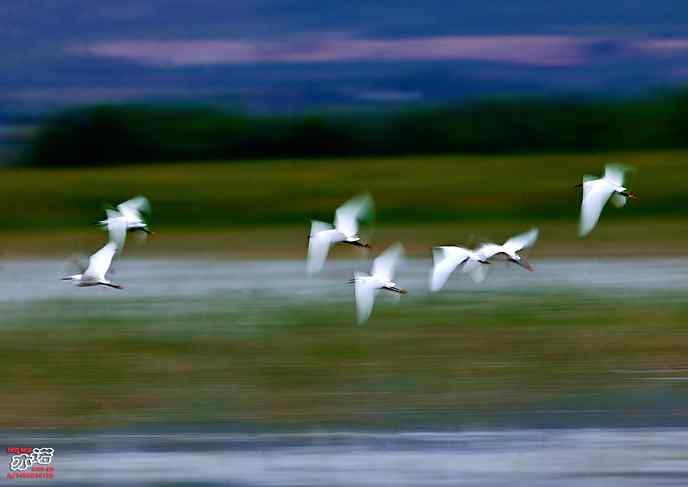 官厅水库 wbr路 wbr白鹭 官厅水库 wbr路 wbr白鹭
