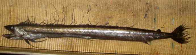 鱼类活化石：帆蜥鱼