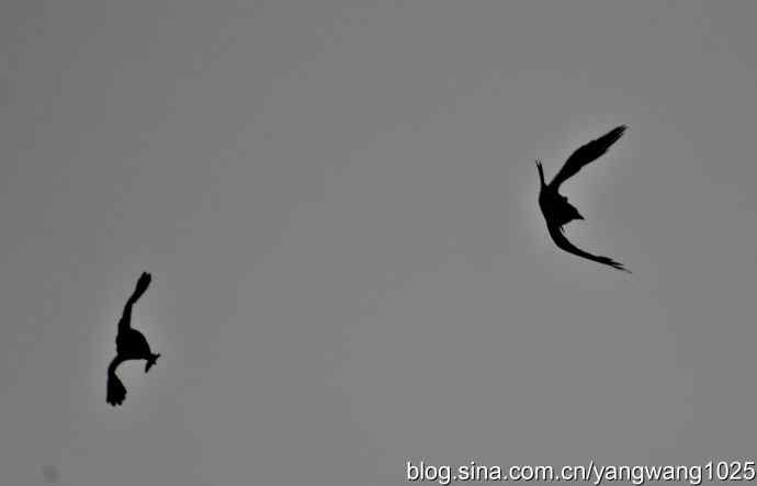 剪纸(空中的战斗) 剪纸(空中的战斗)