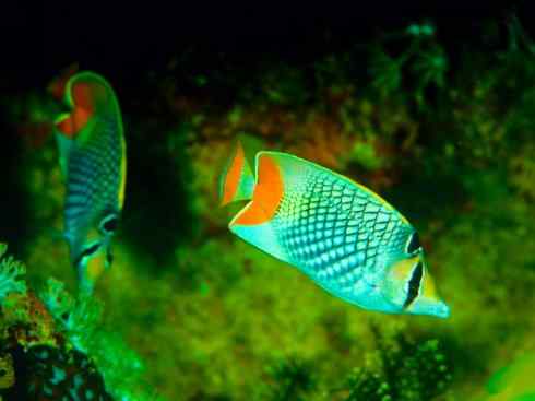 鱼类活化石:澳洲肺鱼 鱼类活化石:澳洲肺鱼