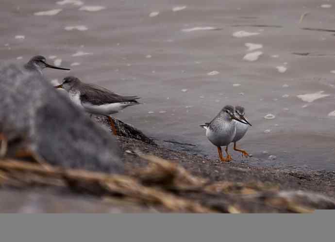 翘嘴鹬飞经小洋口（组图，10张图片）