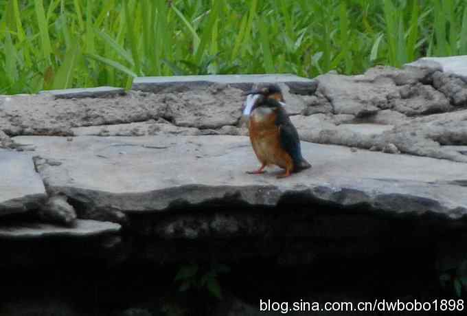 鸟友同游怀沙河 鸟友同游怀沙河
