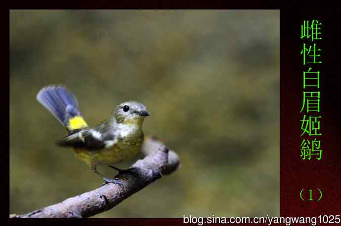 北京天坛公园的鸟类——雌性白眉姬鹟(1)