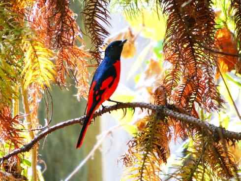 美丽无罪：雀鸟之山椒鸟