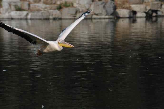 再拍大鹈鹕 wbr wbr4 再拍大鹈鹕 wbr wbr4