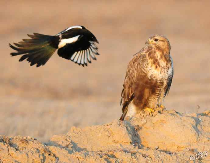 官厅水库拍鸟——被喜鹊驱赶的毛脚鵟