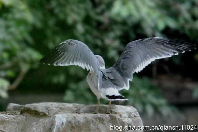 两只黑尾鸥(水禽湖)
