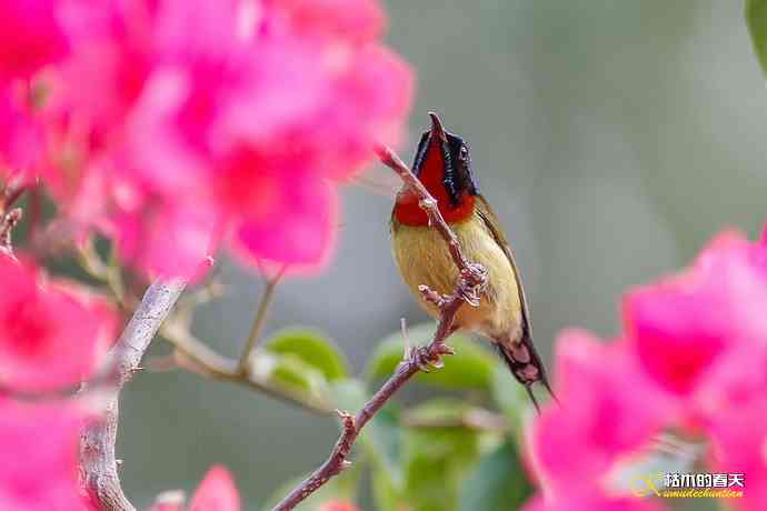 我的鈥溙翕濃斺斚妹排拟湶嫖蔡裟疋