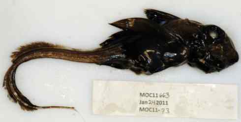 鱼类活化石：银鲛