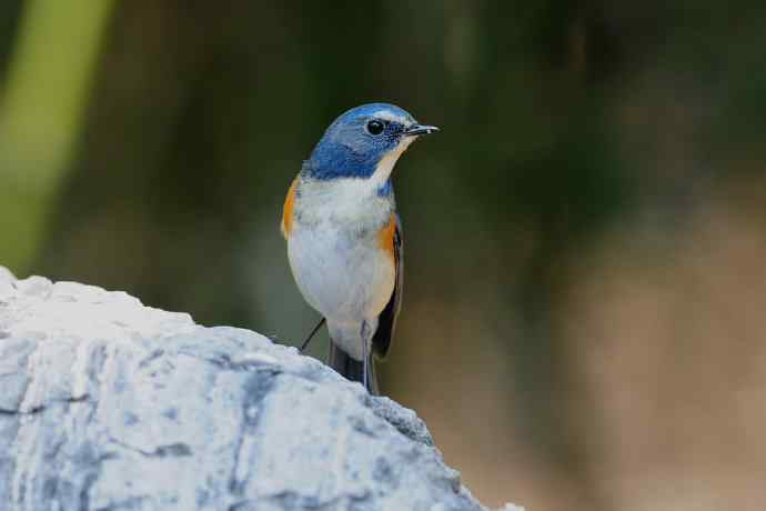 北植的红胁蓝尾鸲