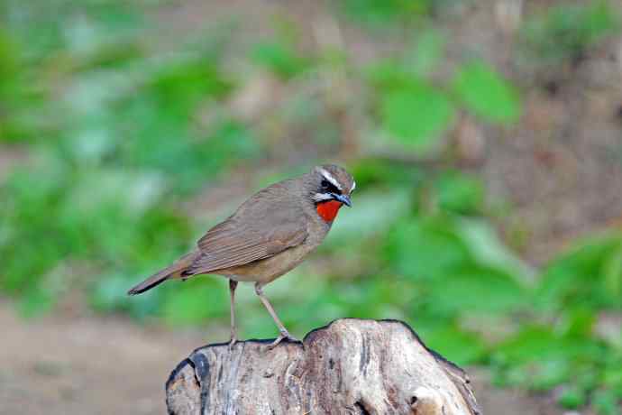 雄性红喉歌鸲(4) 雄性红喉歌鸲(4)