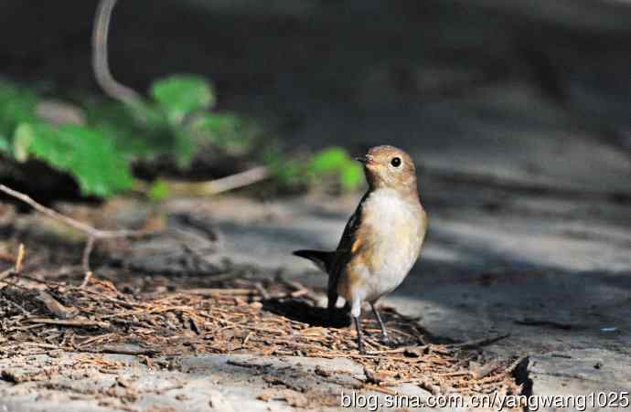 红喉姬鹟（15）