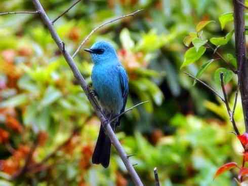 美丽无罪：雀鸟之仙鹟