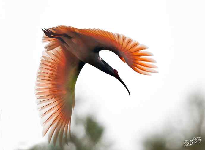 朱鹮&nbsp;wbr路&nbsp;wbr吉祥之鸟