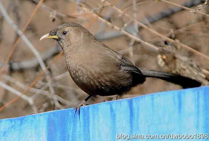 白河湾的山噪鹛