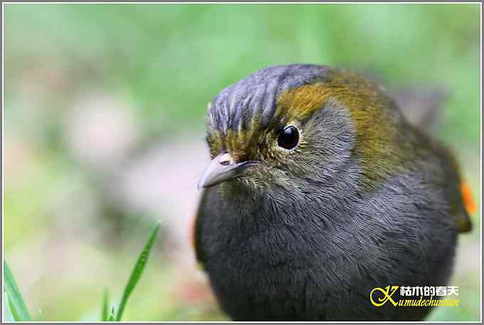全球濒危的中国四川特有鸟——灰胸薮鹛【照片】