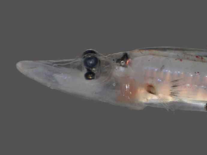 鱼类活化石：长吻银鲛