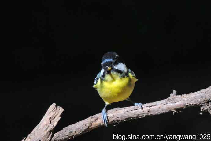 雄性黄腹山雀(2) 雄性黄腹山雀(2)