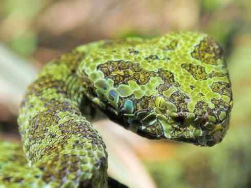 龙：传说的兽原型探秘（蝮蛇类）