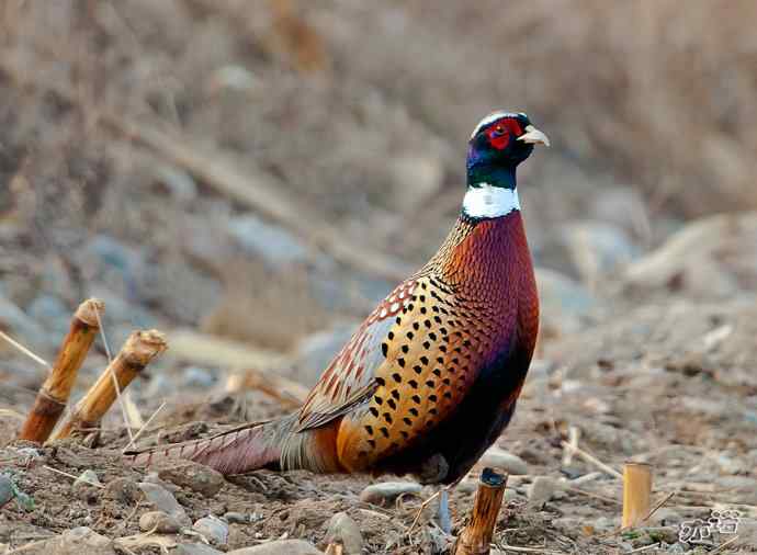 密云水库 wbr路 wbr大鸨、雉鸡和苍鹭 密云水库 wbr路 wbr大鸨、雉鸡和苍鹭