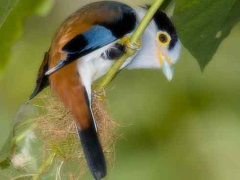 美丽无罪：雀鸟之阔嘴鸟