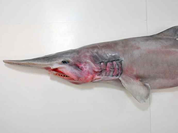 鱼类活化石：魔鬼鲨