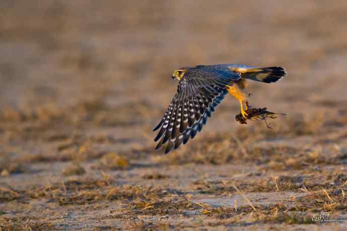 【野鸭湖的鸟】灰背隼 【野鸭湖的鸟】灰背隼