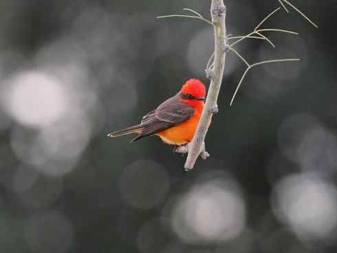 极品红色鸟类:朱红霸鶲 极品红色鸟类:朱红霸鶲