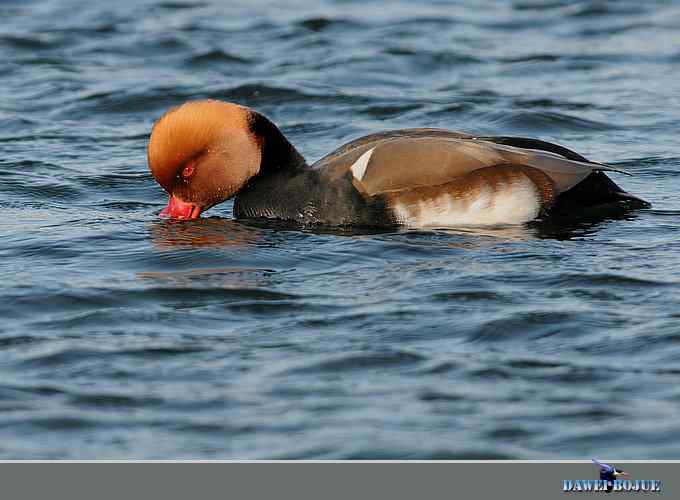 赤嘴潜鸭：冬天の靓色
