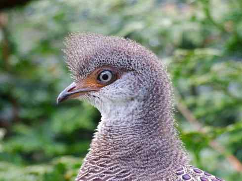 凤凰：传说中的鸟原型探秘（孔雀雉）