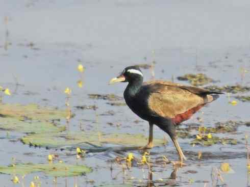 奇特的盔：非洲雉鸻