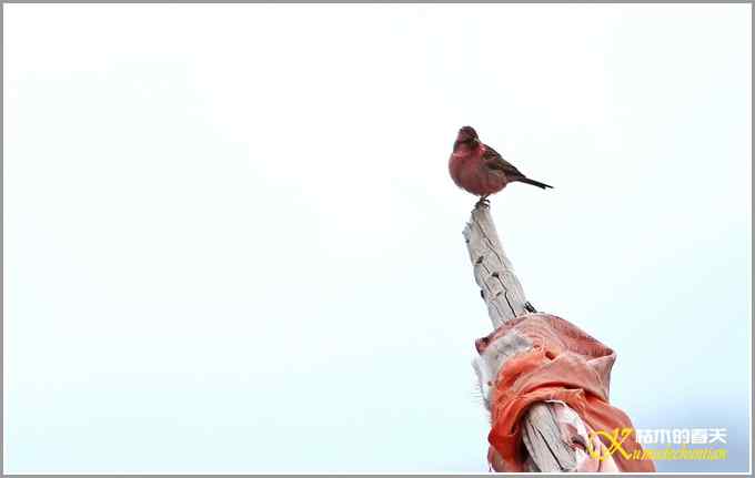 川西高原行&bull;拍鸟【照片】