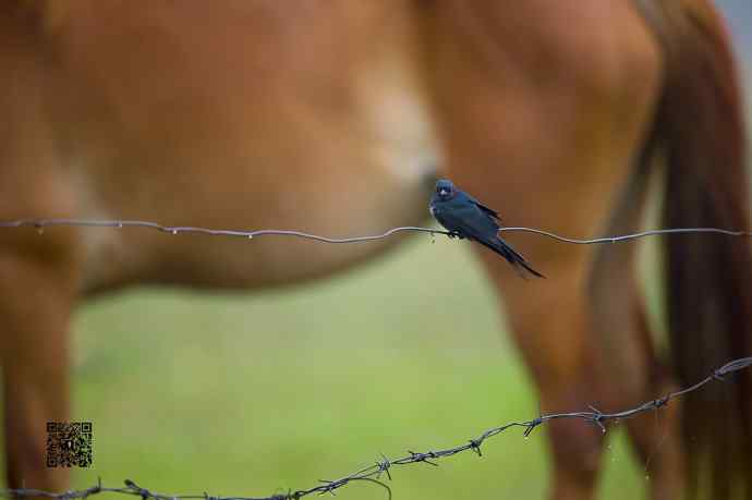 黑卷尾空中抓虫和戏马尾