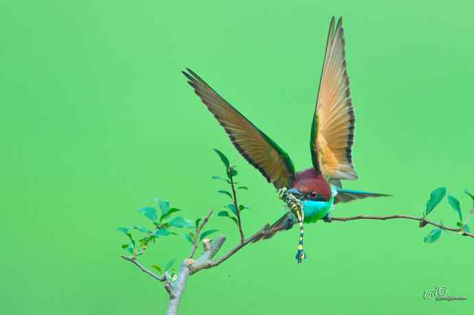 蓝喉蜂虎繁育季