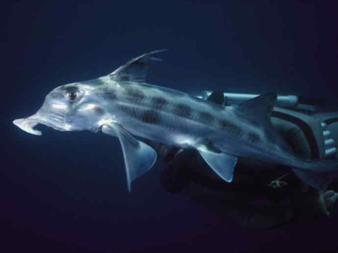 鱼类活化石：叶吻银鲛
