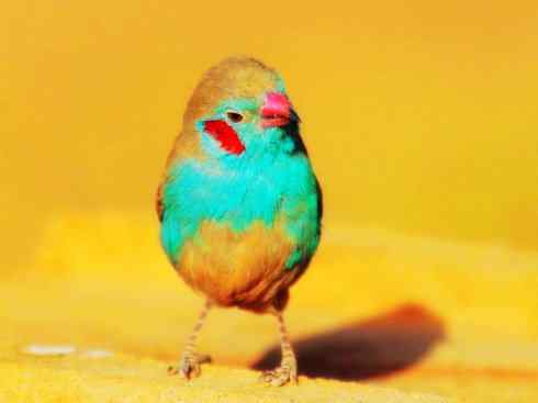 美丽无罪：雀鸟之欣赏2