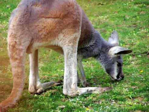 动物世界：山寨还是原创之八