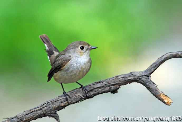 雌性红喉姬鹟（3）