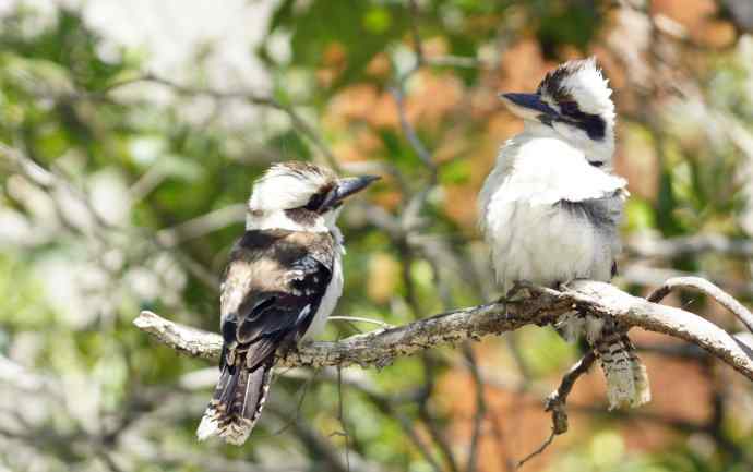 澳洲拍鸟鈥斺敿樾Υ