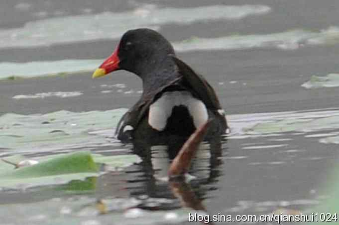 喜拍黑水鸡(奥体公园)