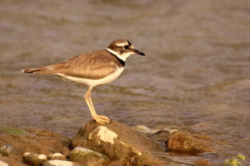 长嘴剑鸻竟然会诈伤 长嘴剑鸻竟然会诈伤